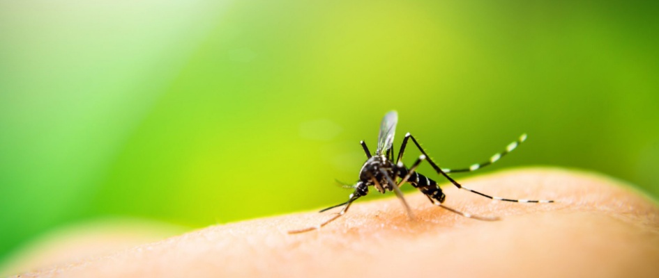 picaduras-mosquitos