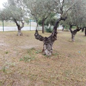 392864024_720785246745791_387213083725304911_n