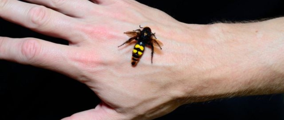 _103495748_avispa-2585281779